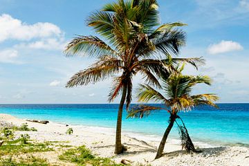 Palmbomen en strand dat doet me ergens aan denken van foto by rob spruit