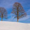 Bomen in de sneeuw van Alexander Wolff