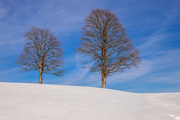 Bomen in de sneeuw van Alexander Wolff