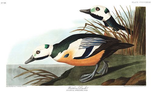 Stellers Eider