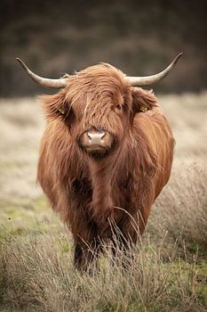 Vache écossaise Highlander dans le vent