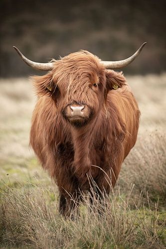 Vache écossaise Highlander dans le vent