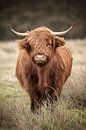 Schotse hooglander koe in de wind van KB Design & Photography (Karen Brouwer) thumbnail