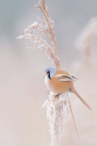 pastel... Baardmees * Panurus biarmicus * in de winter