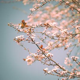 Roze Droom van Foto NVS