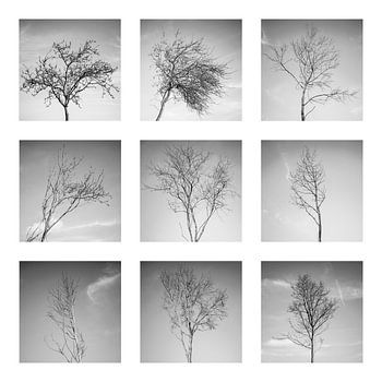 Collage de petits arbres en hiver