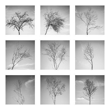 Collage von kleinen Bäumen im Winter von Ralf Gosch