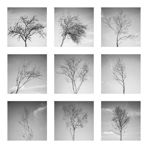 Collage van kleine bomen in de winter