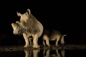 Rhinos in the night 2 by Andius Teijgeler