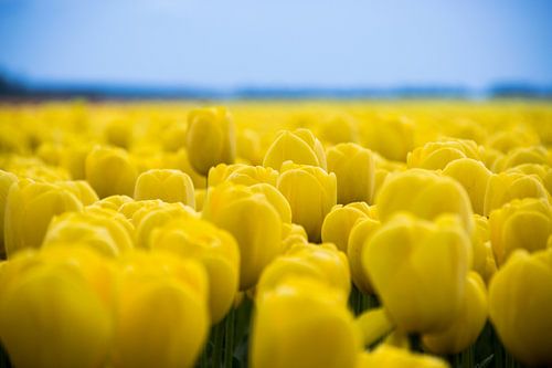 gele tulpen, prachtig tulpenveld