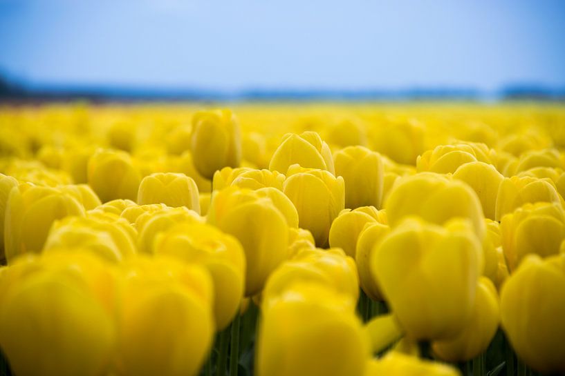 gele tulpen, prachtig tulpenveld van Patrick Verhoef