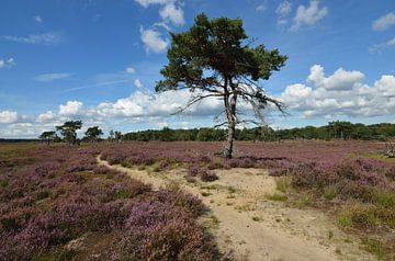 Blooming heather by Evert-Jan Hoogendoorn