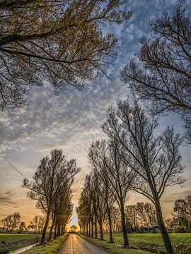 Bomenrij en zonsondergang op het Friese platteland nabij Schettens