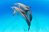 Dolphin duo