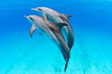 Dolfijnen duo van Joost van Uffelen
