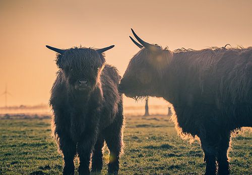 Hooglanders neuzen