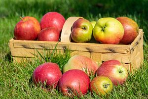 Mand met vers geoogste appels van Animaflora PicsStock