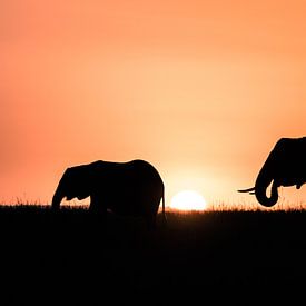 Éléphants dans le Masai Mara sur Sander Peters