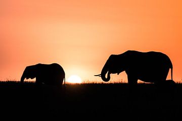 Olifanten in Masai Mara van Sander Peters
