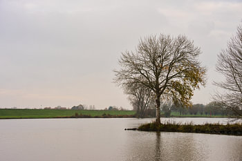 Arbre sur la rive tranquille