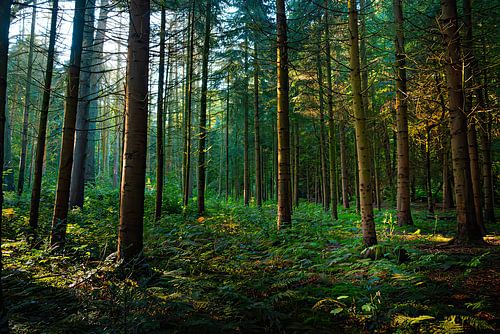 De zon die verschijnd in het bos.
