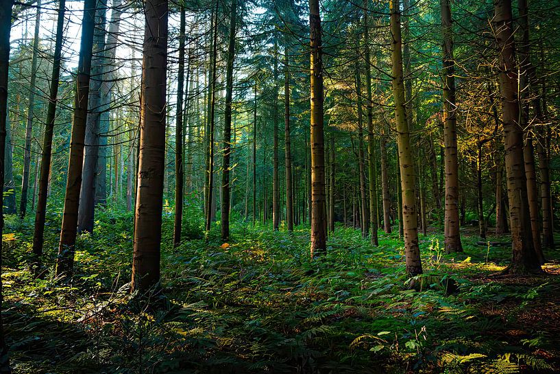 Die Sonne, die im Wald erscheint. von Robby's fotografie