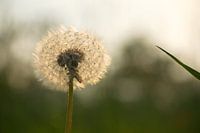 Dandelion fluff in the evening sun