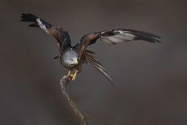 Cerf-volant rouge en équilibre sur Ina Hendriks-Schaafsma