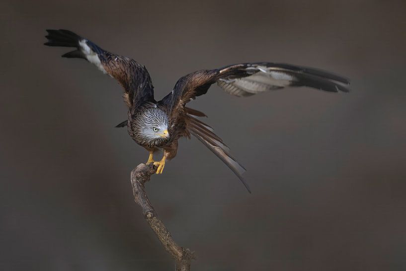 Cerf-volant rouge en équilibre par Ina Hendriks-Schaafsma