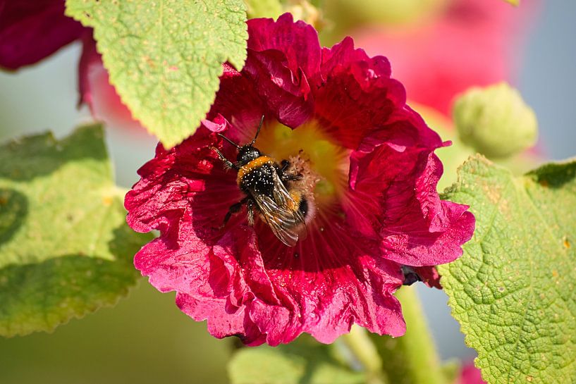 Biene auf Blume von Simdwlf