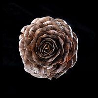 Welkes aus der Nautur