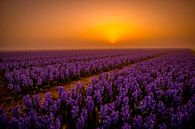 Purple sunrise by peterheinspictures thumbnail