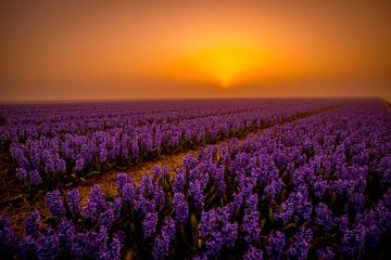 Purple sunrise by peterheinspictures