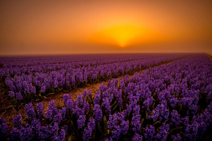 Purple sunrise by peterheinspictures