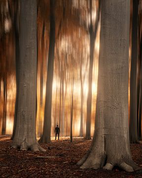 The magic forest van Niels Tichelaar