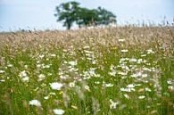 Natürliche Felder und Wiesen mit blühenden Pflanzen und Gräsern von Fotografiecor .nl Miniaturansicht