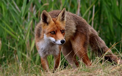 European Red fox on the Hunt