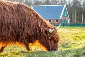 Highlander écossais avec cabane de voleur texel sur Texel360Fotografie Richard Heerschap