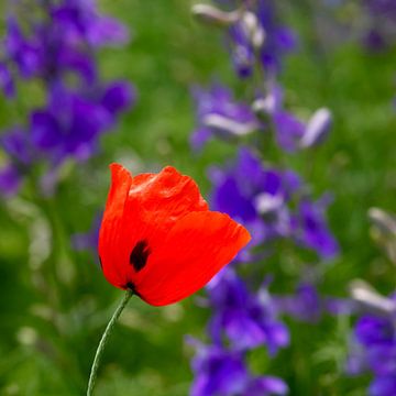 Prächtige Mohnblume