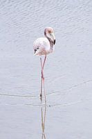 Water Ballet - Prima Ballerina