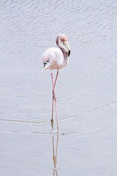 Flamingo Water Ballet - Prima Ballerina van Angelique Faber