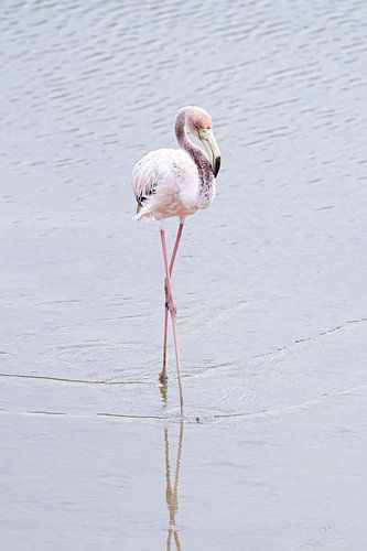 Flamingo Water Ballet - Prima Ballerina