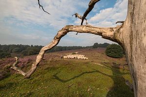 Troupeau de moutons de Rheden sur Moetwil en van Dijk - Fotografie