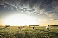 Vaches sur le terrain par Jessie Van Kerckhove Aperçu