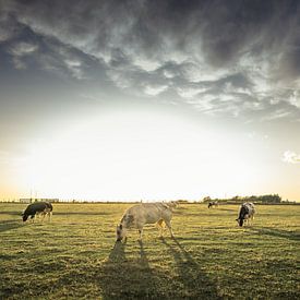 Vaches sur le terrain sur Jessie Van Kerckhove