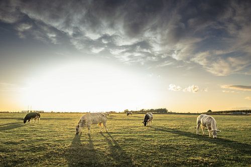 Vaches sur le terrain