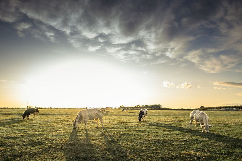 Vaches sur le terrain par Jessie Van Kerckhove