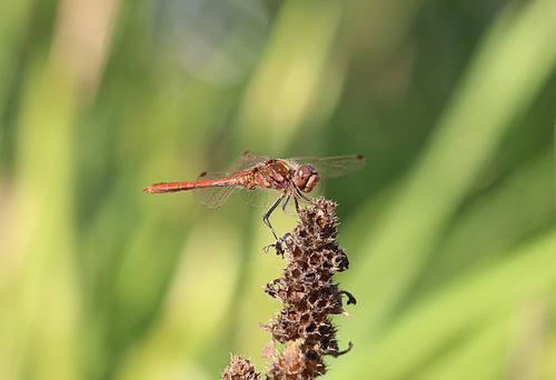 Large dragonfly