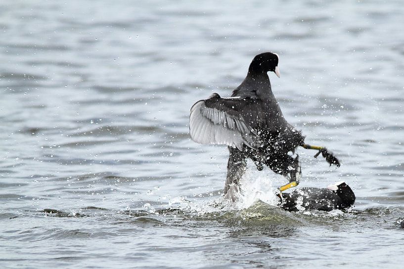 Waterhoentjes vechten om territorium von Arnold van der Horst
