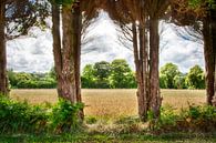 blick durch große bäume auf das maisfeld frankreich von Ed Dorrestein Miniaturansicht